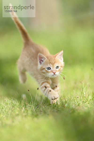 Hauskatzen-Jungtier läuft auf einer Wiese