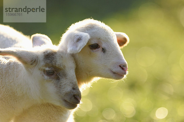 Nahaufnahme von zwei Schafslämmern auf einer Wiese