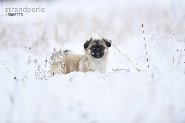 Chihuahua und Mops-Mischlingshund im Schnee