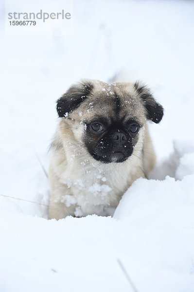 Chihuahua und Mops-Mischlingshund im Schnee