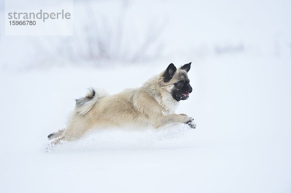 Chihuahua und Mops-Mischlingshund rennt im Schnee