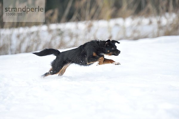 Mischlingshund rennt im Schnee