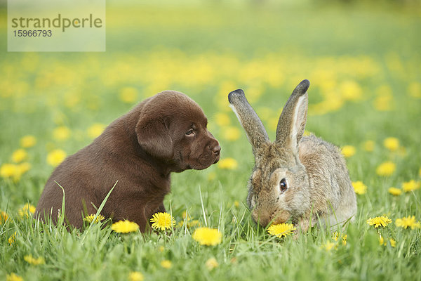 Labrador Welpe und Hase  Oberpfalz  Bayern  Deutschland  Europa