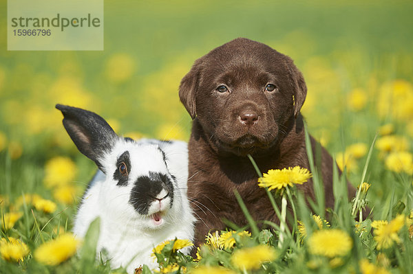 Labrador Welpe und Hase  Oberpfalz  Bayern  Deutschland  Europa