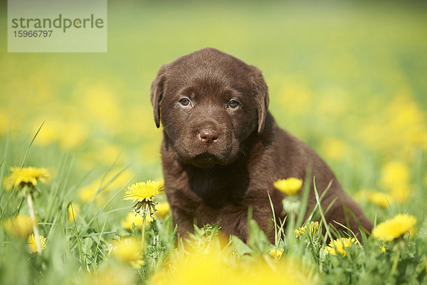 Labrador Welpe  Oberpfalz  Bayern  Deutschland  Europa