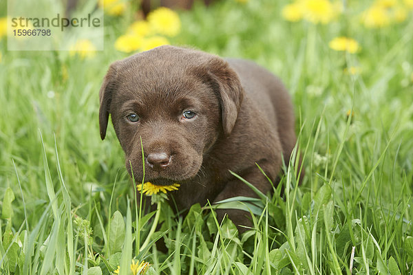 Labrador Welpe  Oberpfalz  Bayern  Deutschland  Europa