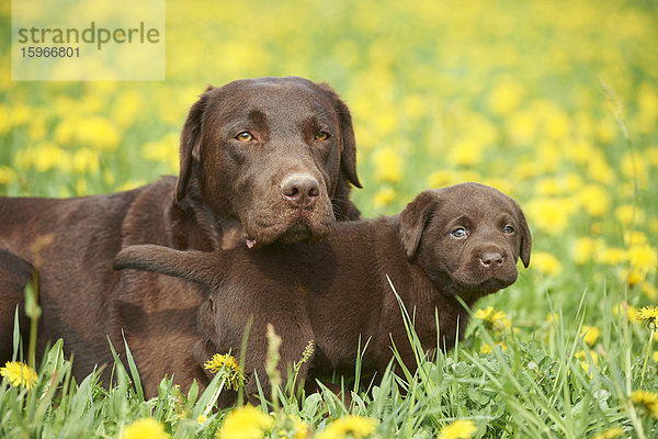 Labrador und Welpe  Oberpfalz  Bayern  Deutschland  Europa