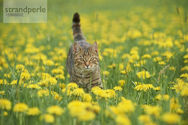 Junge Katze auf einer Wiese