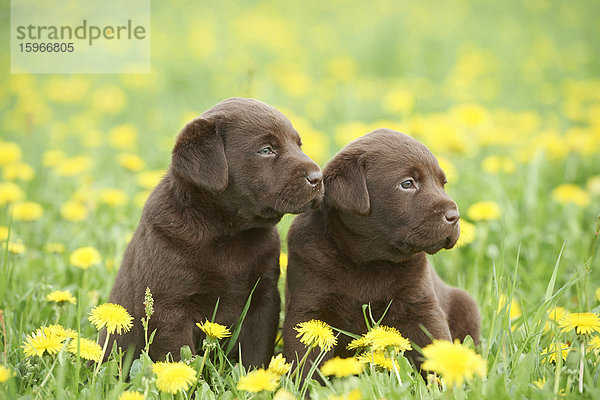 Labrador Welpen  Oberpfalz  Bayern  Deutschland  Europa