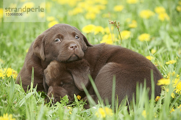 Labrador Welpen  Oberpfalz  Bayern  Deutschland  Europa