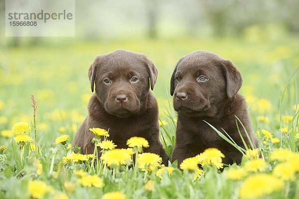 Labrador Welpen  Oberpfalz  Bayern  Deutschland  Europa