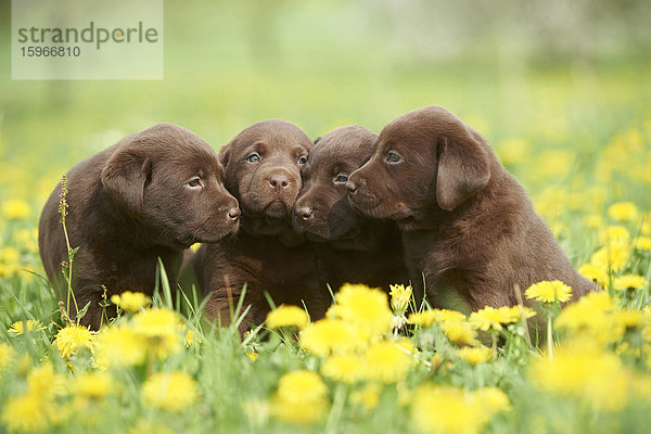 Labrador Welpen  Oberpfalz  Bayern  Deutschland  Europa