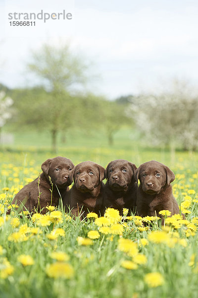 Labrador Welpen  Oberpfalz  Bayern  Deutschland  Europa