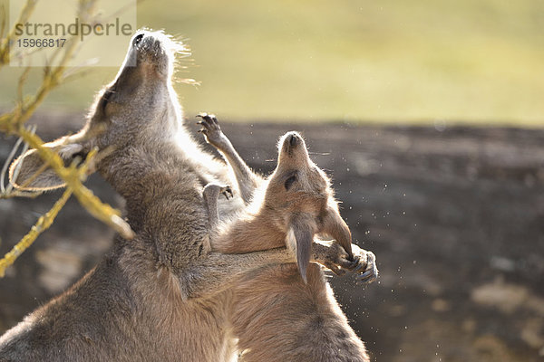 Östliches Graues Riesenkänguru  Macropus giganteus  Bayern  Deutschland  Europa