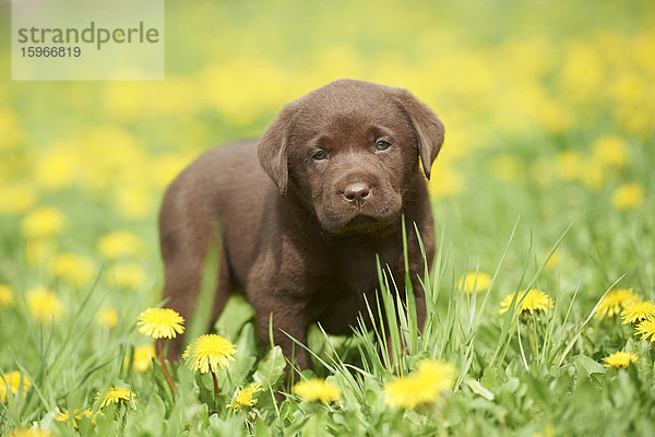 Labrador Welpe  Oberpfalz  Bayern  Deutschland  Europa