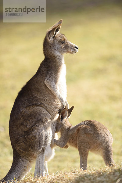 Östliches Graues Riesenkänguru  Macropus giganteus  Bayern  Deutschland  Europa