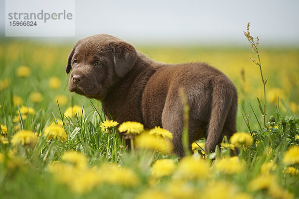 Labrador Welpe  Oberpfalz  Bayern  Deutschland  Europa