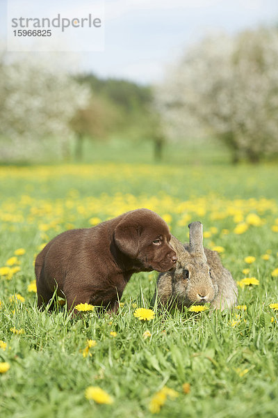 Labrador Welpe und Hase  Oberpfalz  Bayern  Deutschland  Europa