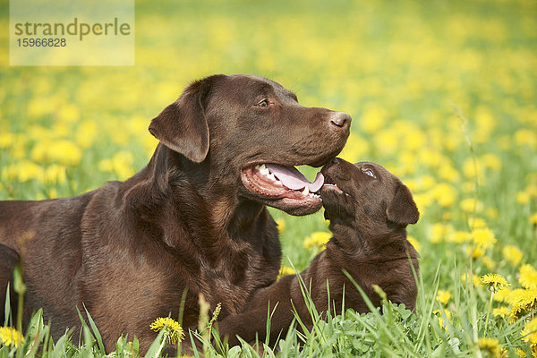 Labrador und Welpe  Oberpfalz  Bayern  Deutschland  Europa