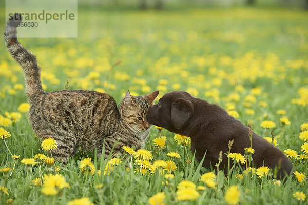 Labrador Welpe und Katze  Oberpfalz  Bayern  Deutschland  Europa