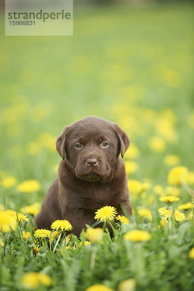 Labrador Welpe  Oberpfalz  Bayern  Deutschland  Europa