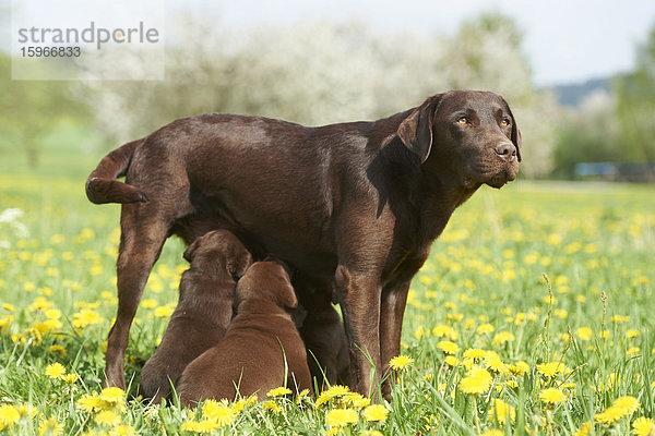 Labrador und Welpen  Oberpfalz  Bayern  Deutschland  Europa