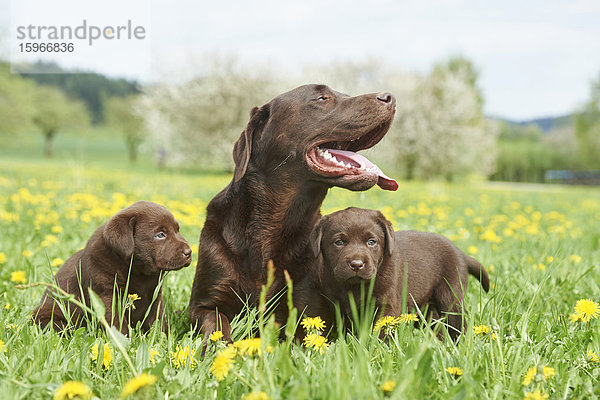 Labrador und Welpen  Oberpfalz  Bayern  Deutschland  Europa