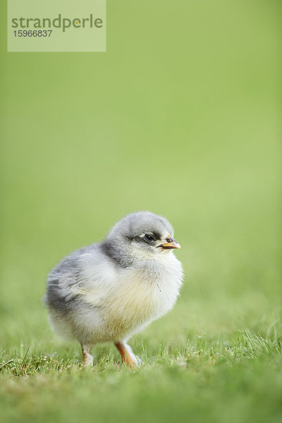 Hühnerküken  Gallus gallus domesticus  auf einer Wiese  Bayern  Deutschland  Europa