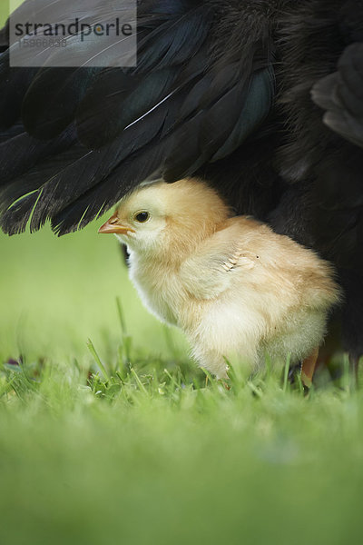 Hühnerküken  Gallus gallus domesticus  auf einer Wiese  Bayern  Deutschland  Europa