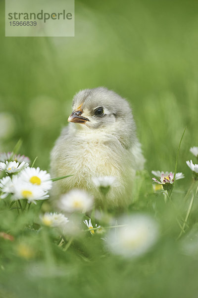 Hühnerküken  Gallus gallus domesticus  auf einer Wiese  Bayern  Deutschland  Europa