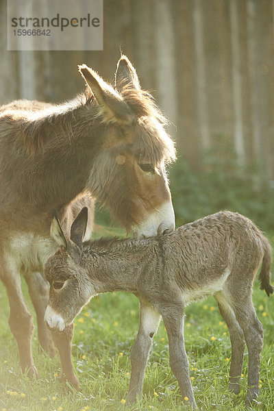 Afrikanischer Esel  Equus africanus asinus  Oberpfalz  Bayern  Deutschland  Europa