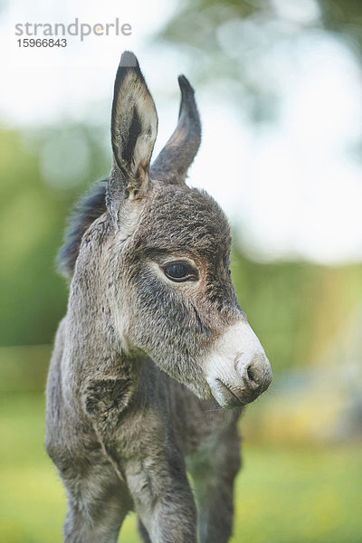 Afrikanischer Esel  Equus africanus asinus  Oberpfalz  Bayern  Deutschland  Europa