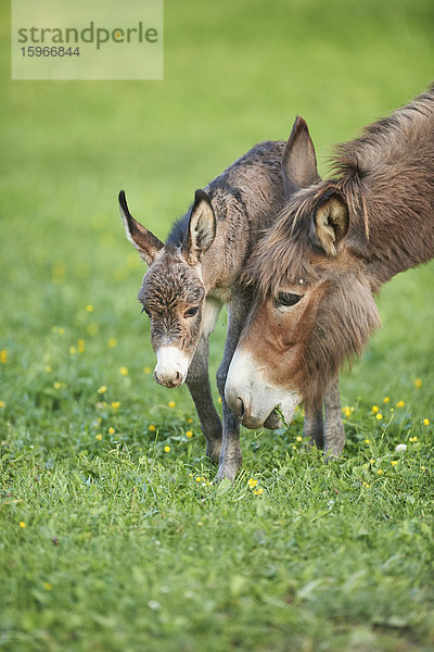 Afrikanischer Esel  Equus africanus asinus  Oberpfalz  Bayern  Deutschland  Europa