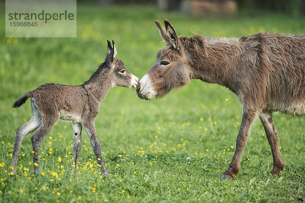 Afrikanischer Esel  Equus africanus asinus  Oberpfalz  Bayern  Deutschland  Europa