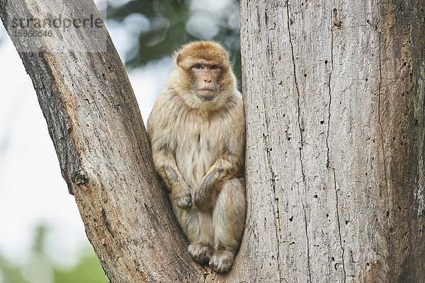 Berberaffe  Macaca sylvanus  Bayern  Deutschland  Europa