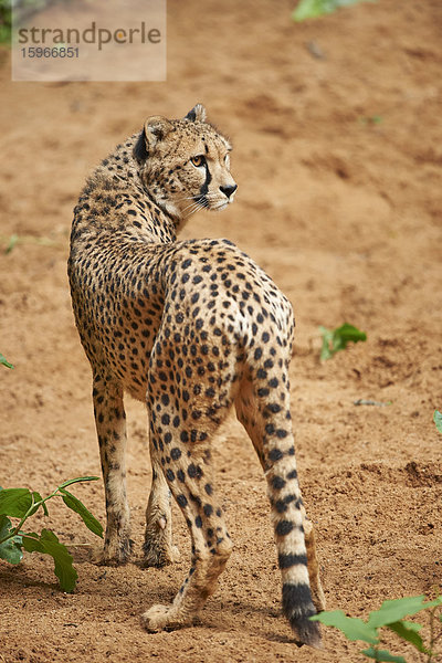 Gepard  Acinonyx jubatus  Bayern  Deutschland  Europa