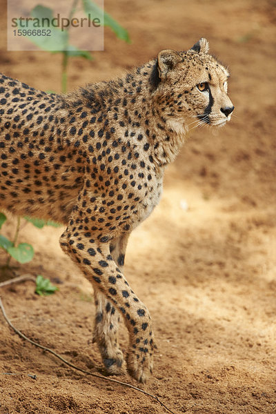 Gepard  Acinonyx jubatus  Bayern  Deutschland  Europa