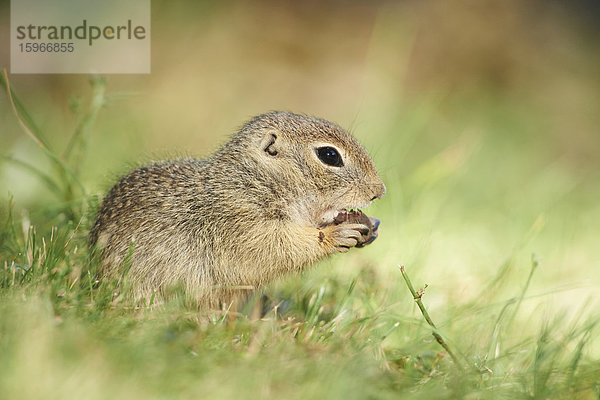 Europäischer Ziesel  Spermophilus citellus  auf einer Wiese  Bayern  Deutschland  Europa