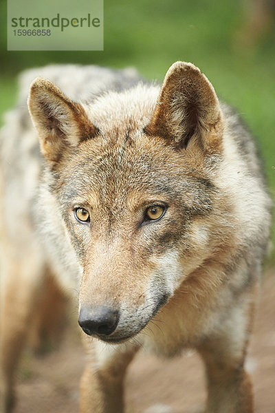 Eurasischer Wolf  Canis lupus lupus  im Wald  Bayern  Deutschland  Europa