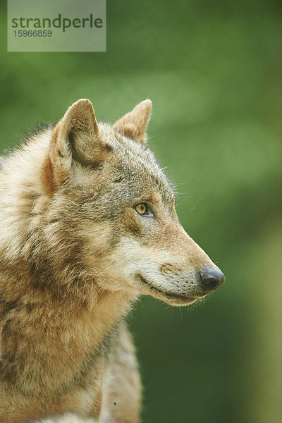 Eurasischer Wolf  Canis lupus lupus  im Wald  Bayern  Deutschland  Europa