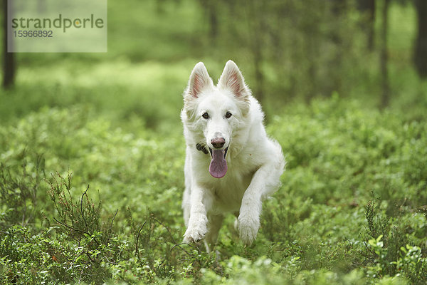 Berger Blanc Suisse im Wald  Bayern  Deutschland  Europa