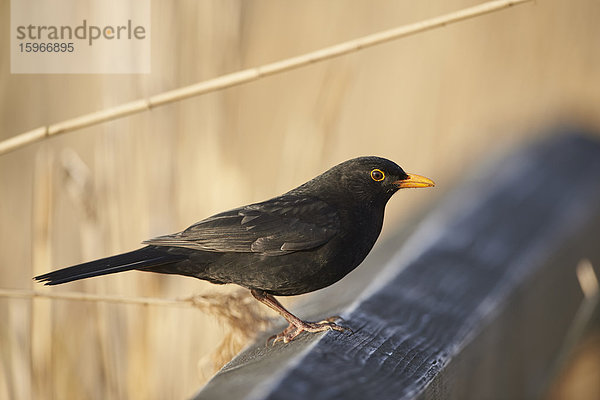 Amsel  Turdus merula  Altmühlsee  Franken  Bayern  Deutschland  Europa