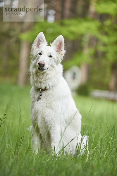 Berger Blanc Suisse  Bayern  Deutschland  Europa