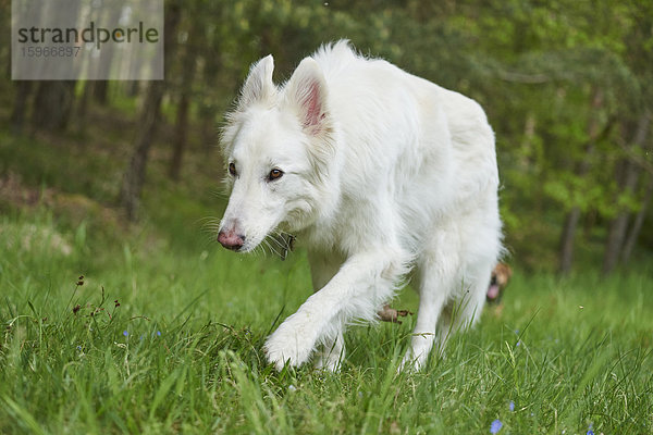 Berger Blanc Suisse  Bayern  Deutschland  Europa