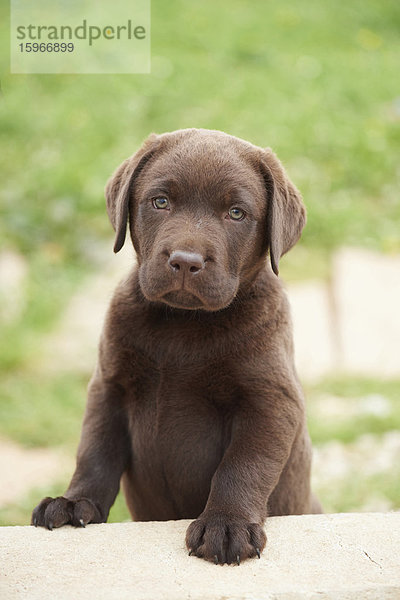 Brauner Labrador Retriever Welpe  Bayern  Deutschland  Europa