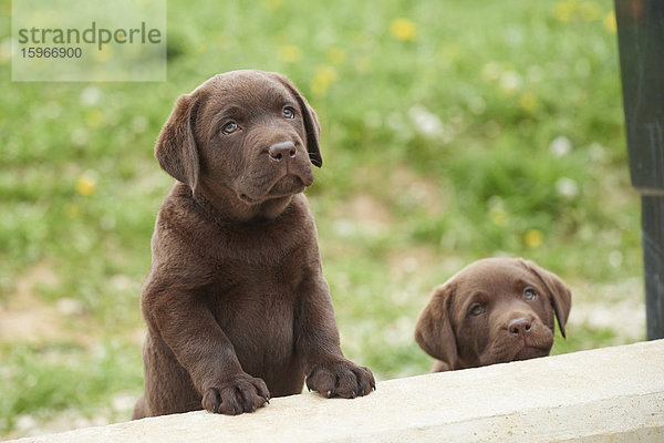 Zwei braune Labrador Retriever Welpen  Bayern  Deutschland  Europa