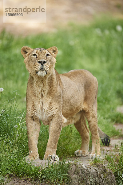 Löwin  Panthera leo persica  Bayern  Deutschland  Europa