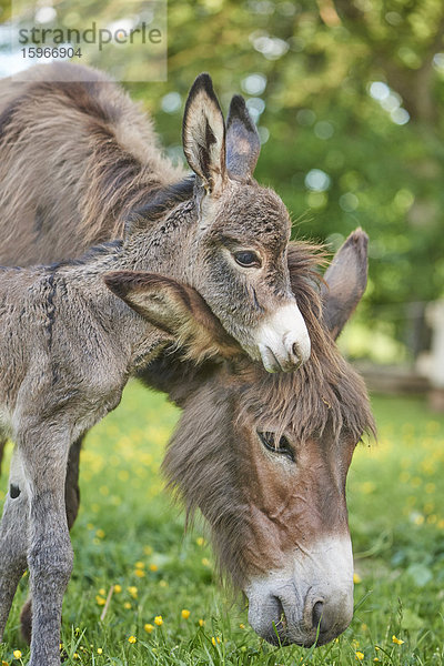 Afrikanischer Esel  Equus africanus asinus  Bayern  Deutschland  Europa