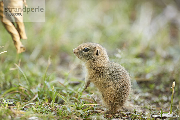 Europäischer Ziesel  Spermophilus citellus  Bayern  Deutschland  Europa