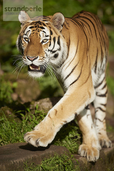 Sibirischer Tiger  Panthera tigris  Bayern  Deutschland  Europa